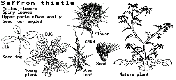 Saffron Thistle Diagram