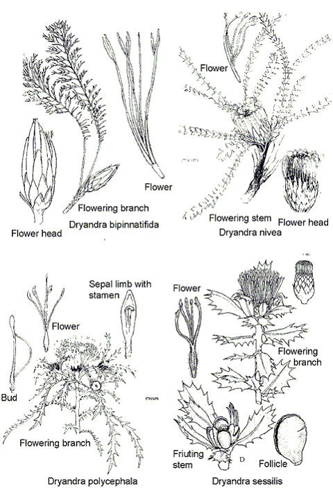 Dryandra - Diagram